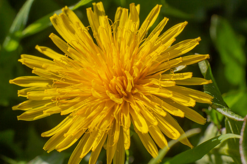 Dandelion: Detox With This Yellow Charmer