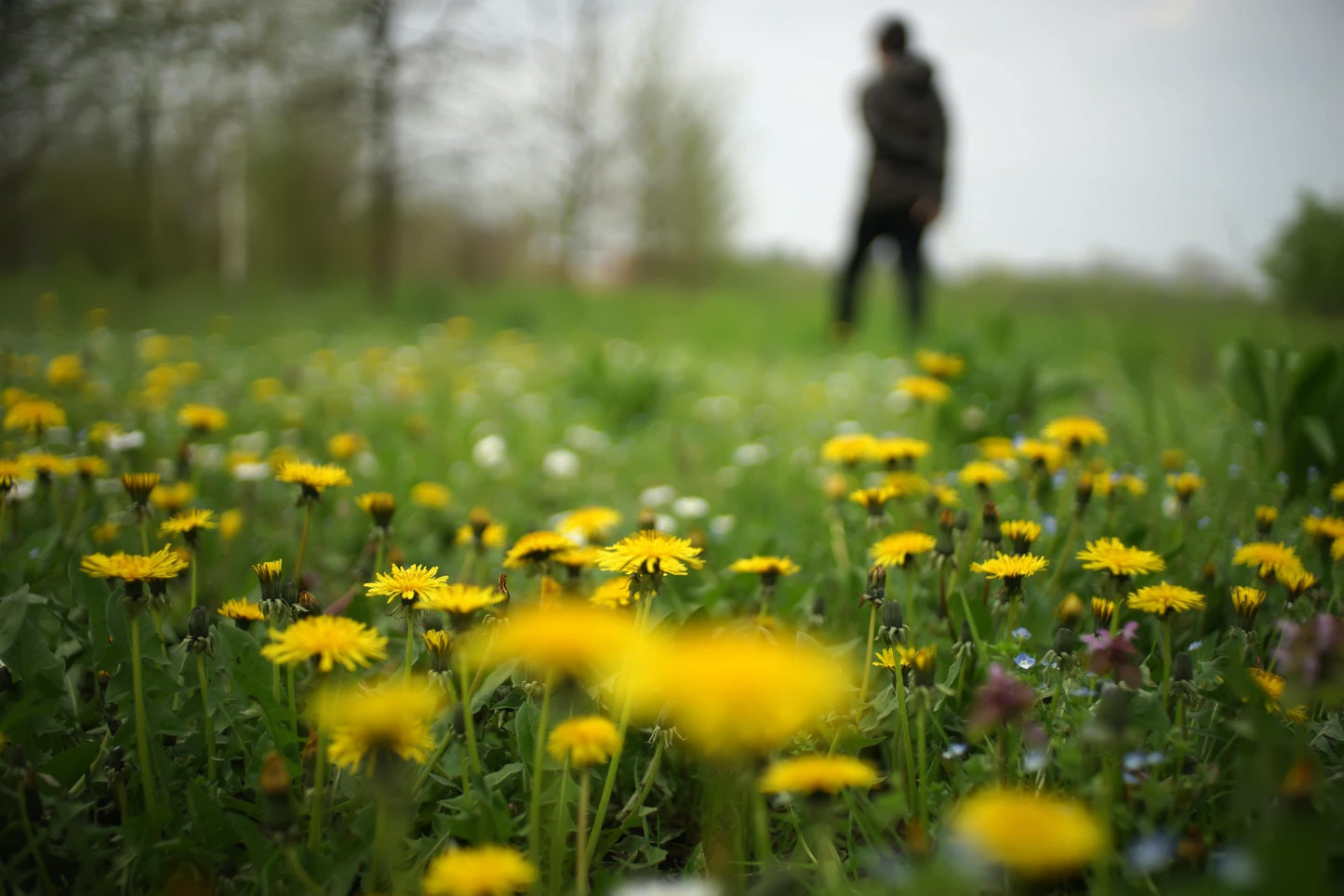 Dandelions Can Help Boost The Immune System